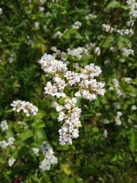Image result for Fagopyrum snowdenii