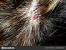 Small Red Itchy Bumps On Scalp