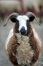 Why Do Sheep Need Shearing And Other Faqs Farm Sanctuary
