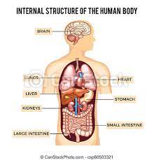 Maybe you would like to learn more about one of these? Human Body And Organs Systems Vector Infographic Anatomy System Human Body With Kidney And Lung Brain And Stomach Canstock