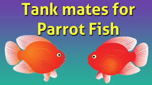Parrot Fish Compatible Tank Mates