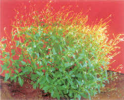 Image result for Aeollanthus pubescens