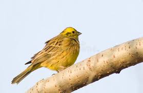Gelber Kleiner Vogel Auf Blauem Hintergrund Stockfoto Bild Von Blau Garten 3928518