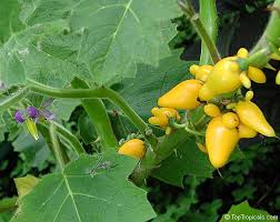 Image result for Solanum mammosum