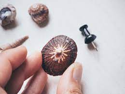 Zwei, drei tage später fliegt sie zu fotoaufnahmen nach paris. Diy Einfach Muscheln Bohren Fur Schmuck Und Deko Im Sommer Yeah Handmade