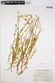 Image result for Silene burchellii