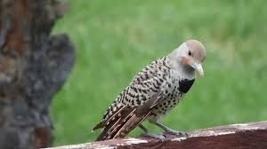 Breeding in middle america, north america: Backyard Wildlife Close Up Northern Flicker Juvenile Woodpecker Youtube