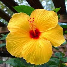 Image result for Hibiscus panduriformis