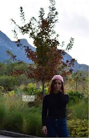 I highly recommend her to capture your moments. Sam Salinas Photography Home Facebook