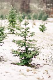 Maybe you would like to learn more about one of these? Shopper S Diary A Christmas Tree Farm In Maine Gardenista