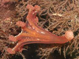 Lucernariopsis campanulata'nın genç bireyinden bir görünüm. Calvadosia Campanulata