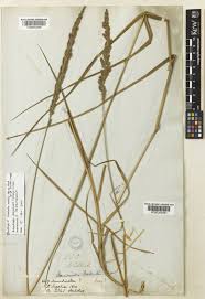 Image result for Arundinella