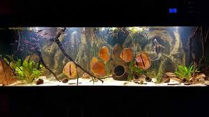 Model aquarium minimalis unik terbaru. Rockzolid 3d Aquarium Backgrounds Europe Home Facebook