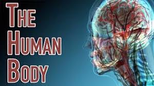 Human body, the physical substance of the human organism, composed of living cells and although there are some 200 different types of cells in the body, these can be grouped into four basic of course, the heart does not function in isolation; The Human Body Facts Worksheets Key Systems For Kids