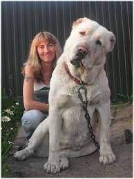 Very Large Alabai Dog Breeds Alabai Dog Huge Dogs