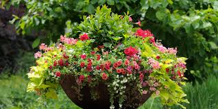 Hanging baskets provide an excellent way to add a colorful touch to your garden or porch. 3 Great Trailing Plants For Hanging Baskets Containers Potted Plants