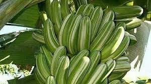 Yang pertama, pucuk pisang @ pisang muda digunakan untuk membuat batang pisang juga boleh dibuat rakit, di melaka, batang pisang dibuat perhiasan bunga telur dihari perkahwinan. Inikah Pisang Baru Pisang Varigata Yang Manis Dan Instagenik