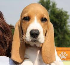 Image result for švycký honič