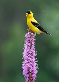 Image result for Pycnostachys schliebenii