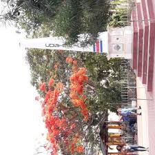 Juticalpa Olancho Honduras In 2020 Holiday Decor Christmas Tree Holiday