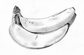 Bananas Pencil Drawing Fruits Drawing Still Life Drawing Pencil Drawings