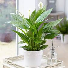 To low the peace lily is an ornamental plant generally sold for the home interior. Spathiphyllum Peace Lily Indoor Plants 1 X Potted Lily House Plant 9cm Pot Amazon Co Uk Garden Outdoors