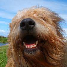 Office of the secretary of state, missouri. Symbols Of California State Symbols Usa