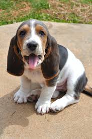 Black And White Basset Hound Puppies For Sale Blue Basset Hound Puppy Hound Puppies Basset Hound Puppy Basset Hound