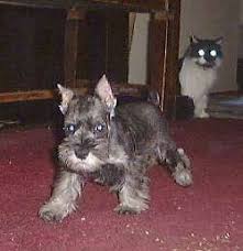 Mini schnauzer puppies are hearty little puppies with a sharp mind. Miniature Schnauzer Dog Breed Pictures 2