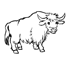 Yak Coloring Pages Animal Drawings Coloring Pages Drawings