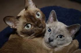 Tonkinese Kedileri Seviyorum Kedi Resim