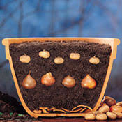Planting bulbs in pots allows each plant to be grown in the best conditions for its individual requirements. How To Plant Bulbs In Containers During The Winter