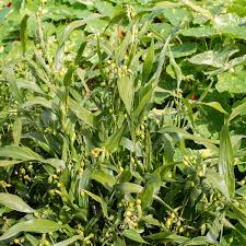 Image result for Coix