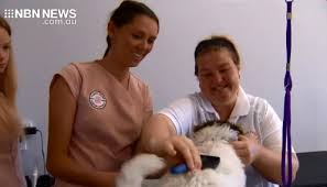 To apply for this position click desired location. Nbn News Newcastle Pet Groomers Provides Employment Opportunity For People With A Disability