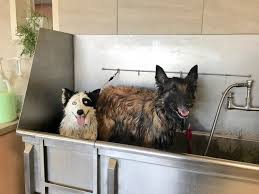 Shop chewy's sizzling summer savings for up to 40% off beds, litter, leashes & more. Visit A Pet Resort 4 Reasons It S Perfect For Your Furry Friend The Paw Resort Wellness Center Pet Grooming Daycare And Boarding In Brandon Manitoba