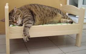 Pin On Kedi Tirnak