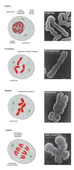 One of the fundamental features of cancer is tumor clonality, the development of tumors from single cells that begin to proliferate abnormally. Mitosis Wikipedia