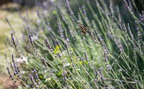 Cape Town Based Landscape Designer Transforms Family Property In Franschhoek Stodels Garden Centre In 2020 Landscape Design Garden Center Landscape