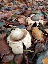 Image result for Geastrum triplex