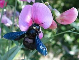 Many people mistake the carpenter bee for the bumble bee, as they are similar in appearance, but knowing how to get rid of carpenter bees may instead of hives, they burrow into wood surfaces to build galleries in which they raise young bees, but they do not eat the wood they've tunneled through. Carpenter Bees Get Rid Of Carpenter Bees Without Harming Them