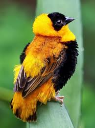 Bird With Orange Belly And Black Wings Our Whiskey Lullaby Bird Of The Week Orange Bishop Beautiful Birds Pretty Birds Birds
