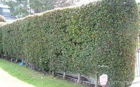 Image result for Eugenia