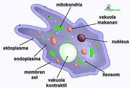 Sel memiliki tiga struktur utama, yaitu membran sel, sitoplasma, dan organel sel. Fungsi Membran Plasma Sitoplasma Inti Sel Dan Vakuola Amoeba
