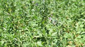 Deriva génica desde alfalfas OGMs a alfalfas tradicional, ¿Cómo controlar? 