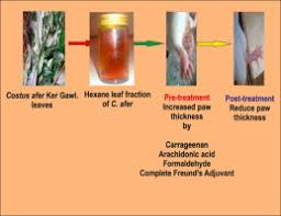 Image result for Costus afer