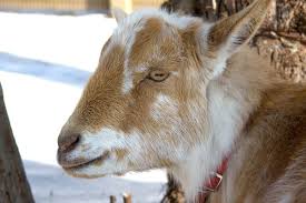 She has six goats that together provide a quart of milk a day, which she drinks and uses to make cheese and butter. How Long Do Nigerian Dwarf Goats Live Quora