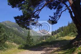 Des locations pyrénées orientales, locations montagne pas cher. Paysage De Montagne En Capcir Dans Les Pyrenees Orientales Peintures Murales Tableaux Arbre Alpes Pin Myloview Fr