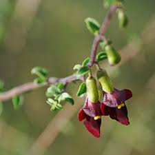 Image result for Tinnea