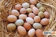 چرا مرغ های من تخم های نرم می گذارند؟ راه حل آن چیست؟ - ماکی کالا مگ