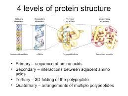 Proteins Biochemistry Biology Lessons Biochemistry Notes